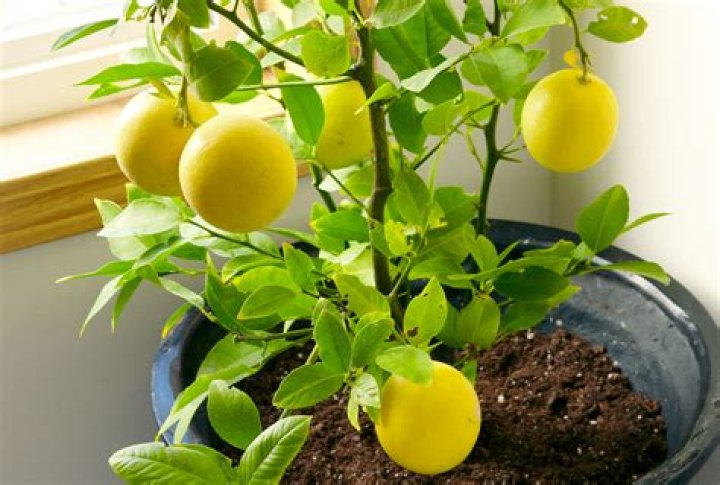 Can you grow a grapefruit tree indoors?