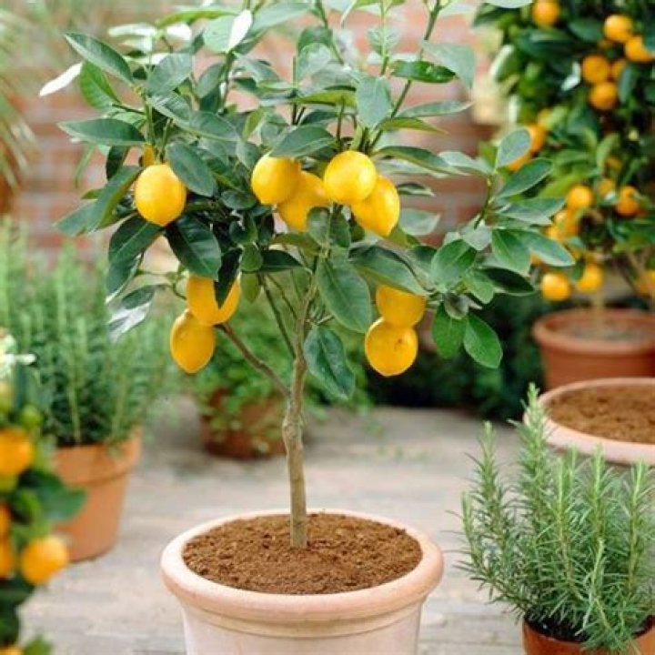 Can you grow a lemon tree in a barrel?