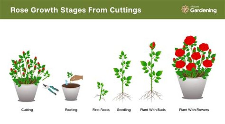 Can you grow a rose without soil?