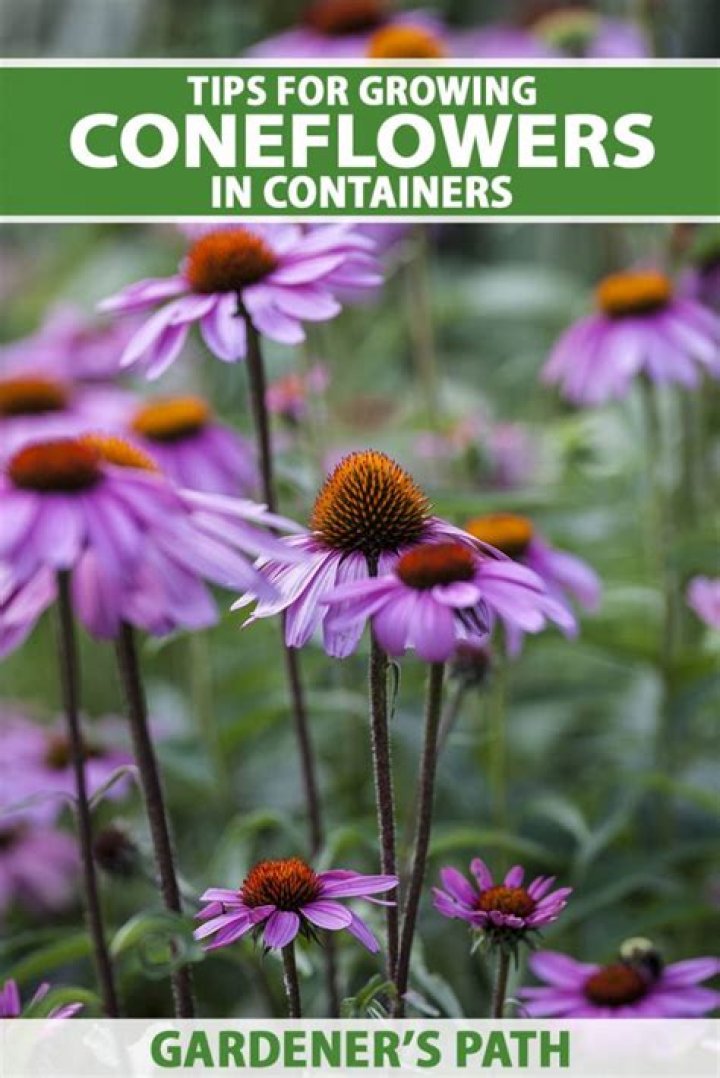Can you grow coneflowers in a pot?