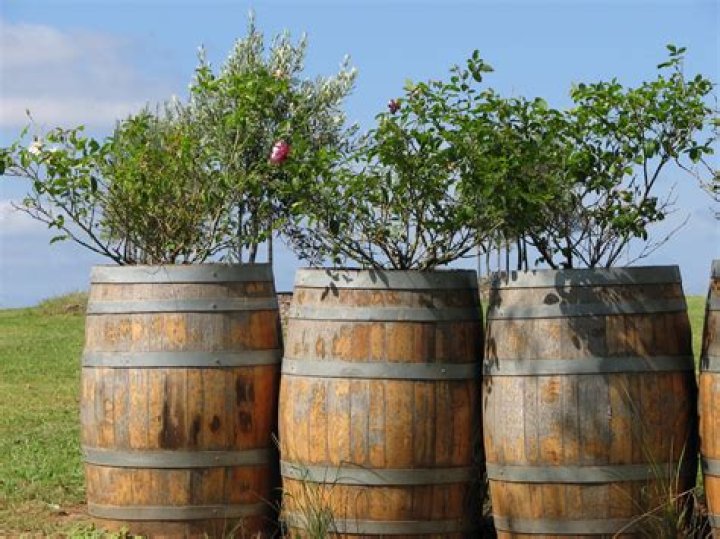 Can you grow fruit trees in wine barrels?