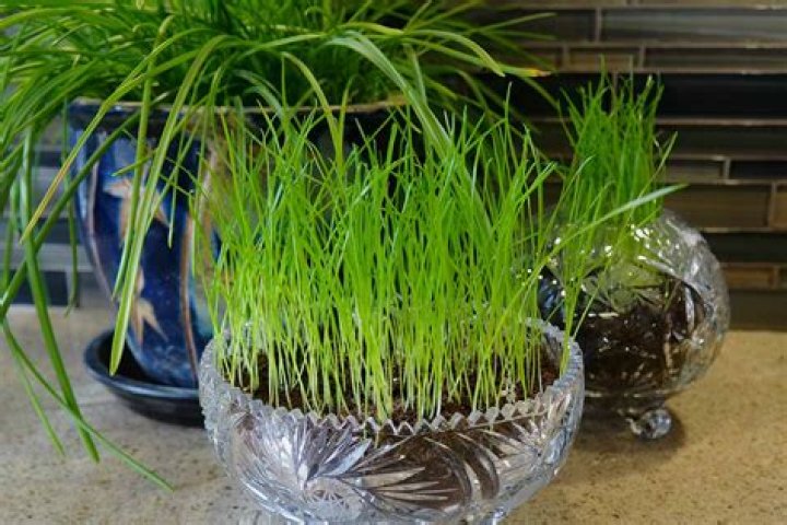 Can you grow grass with a light bulb?