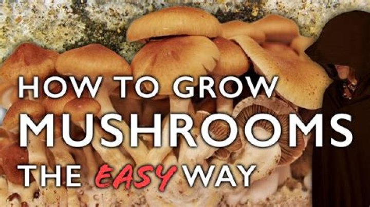 Can you grow mushrooms on spent grain?