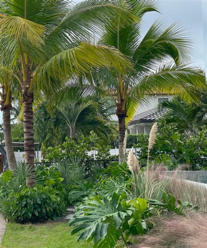 Can you grow palm trees in Houston Texas?