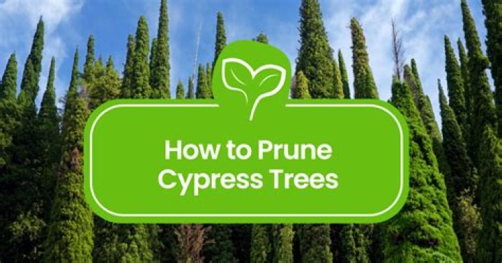 Can you hard prune cypress trees?
