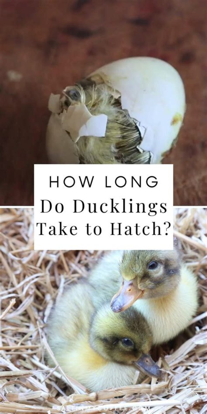 Can You hatch a duck in a lockdown?