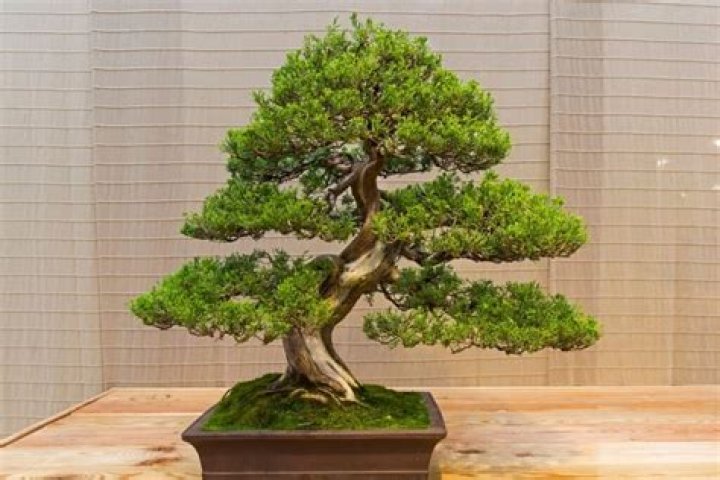Can you have a juniper bonsai indoors?