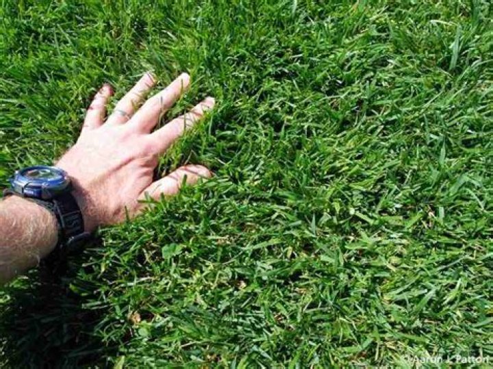 Can you just spread grass seed on lawn?