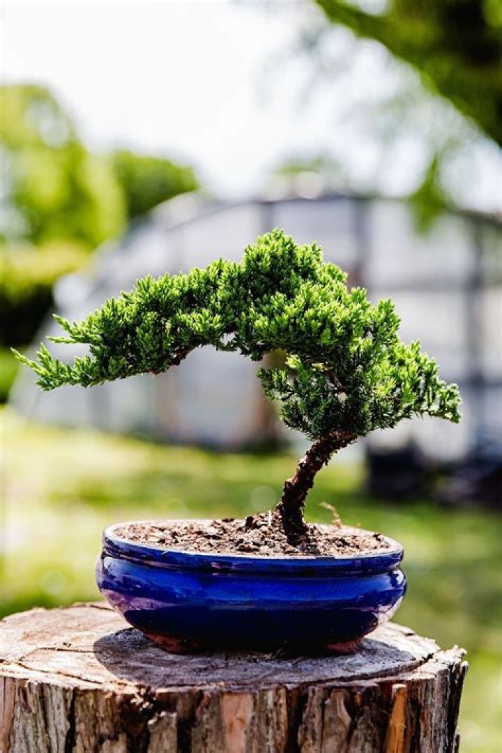 Can you keep a juniper bonsai tree indoors?