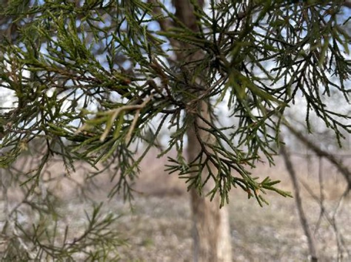 Can you keep Eastern red cedar small?