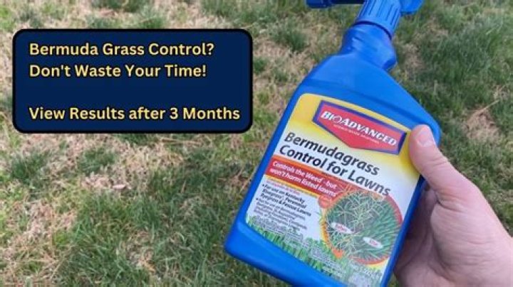 Can you kill Bermuda grass dormant?