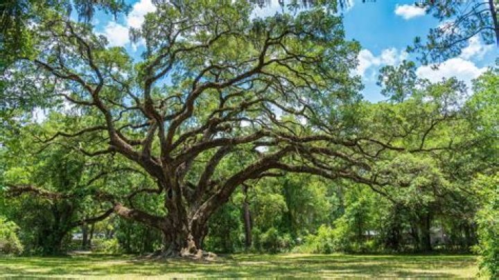 Can you move a 10 year old oak tree?
