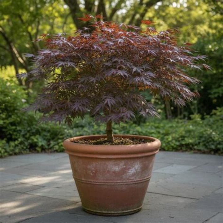 Can you move an established orange tree?