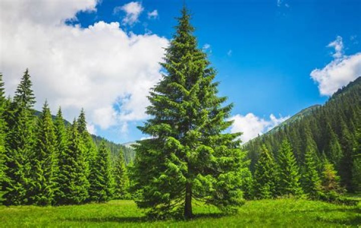 Can you move large pine trees?