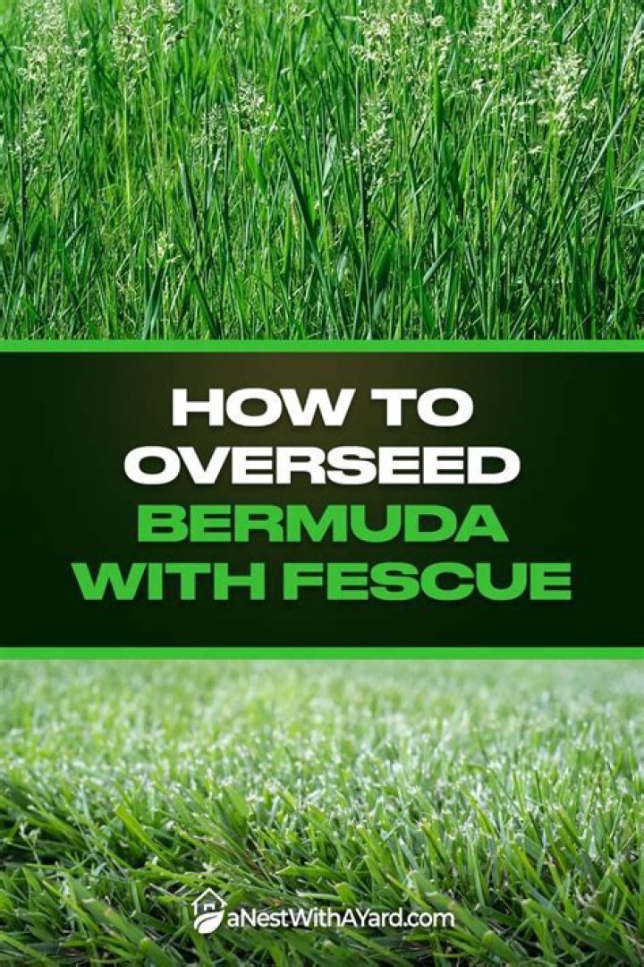 Can you overseed with Bermuda?