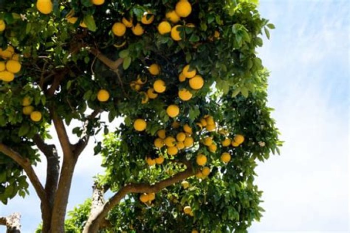 Can you overwater a grapefruit tree?