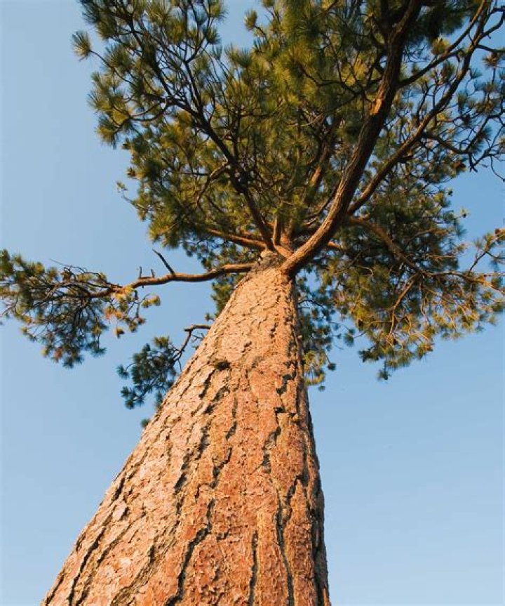 Can you overwater a ponderosa pine?