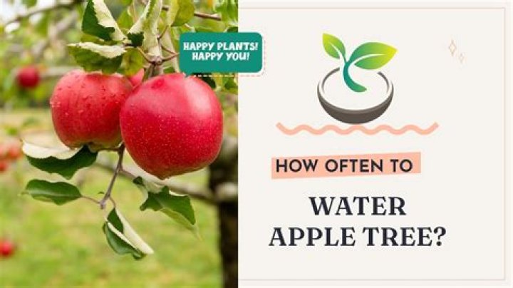 Can you overwater a tulip tree?