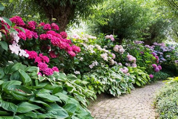 Can you plant 2 rhododendrons together?