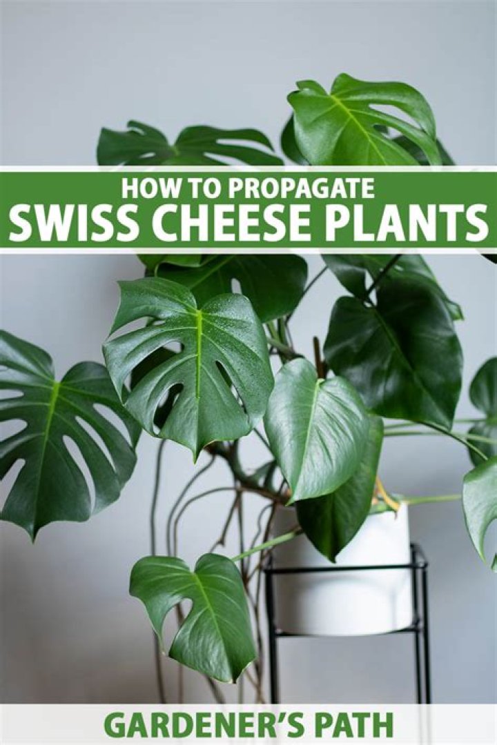 Can you plant a cheese plant in the garden?