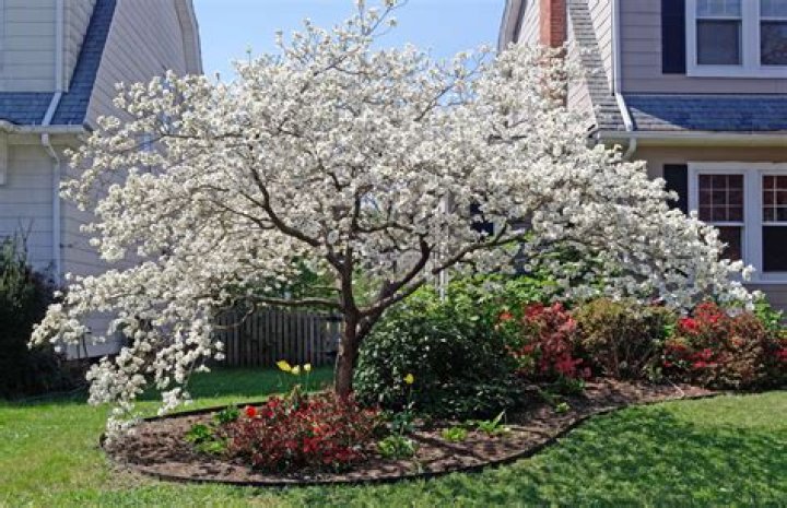 Can you plant a dogwood tree in the spring?