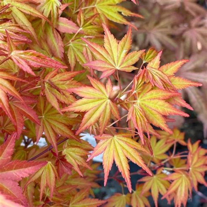 Can you plant a Japanese maple in late spring?