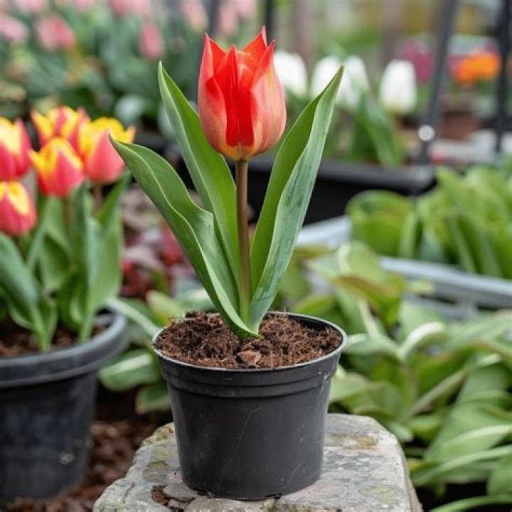 Can you plant a tulip tree near a house?