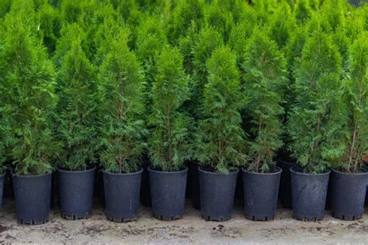 Can you plant arborvitae in May?
