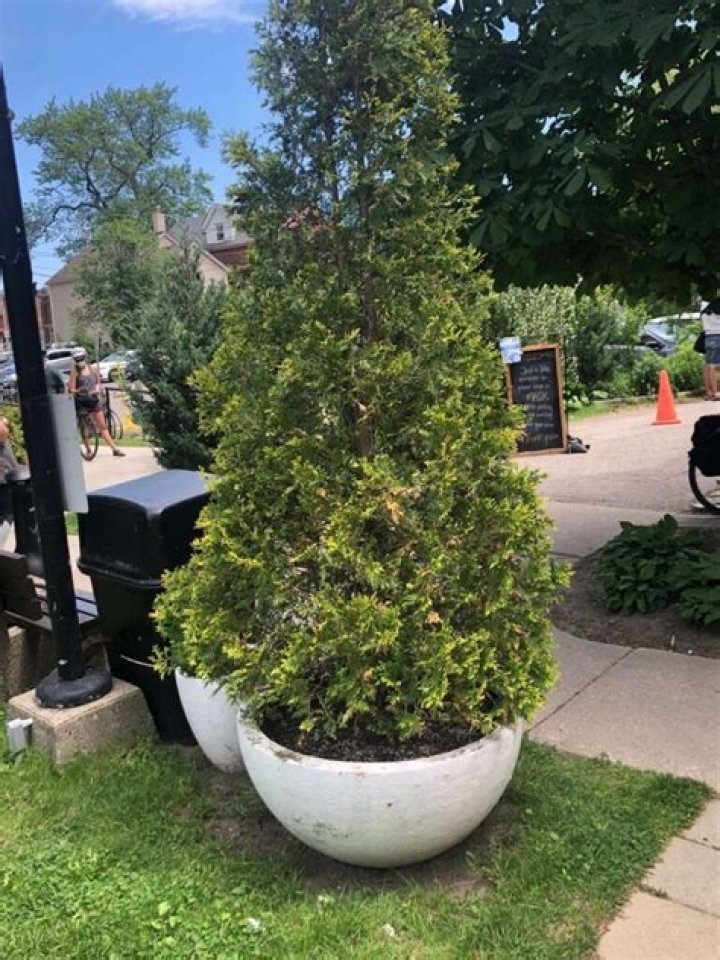 Can you plant cedar trees in pots?
