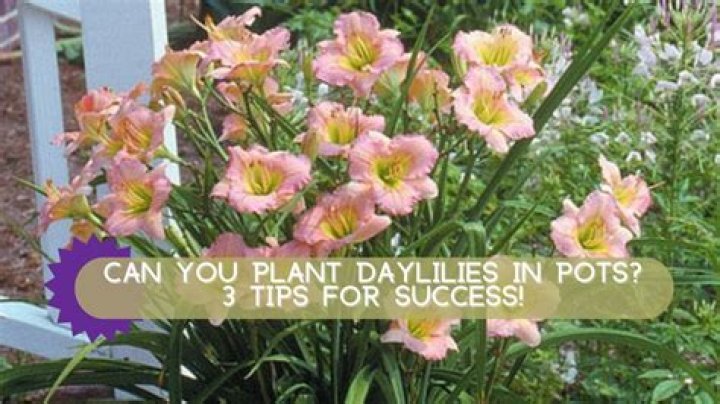 Can you plant daylilies in June?