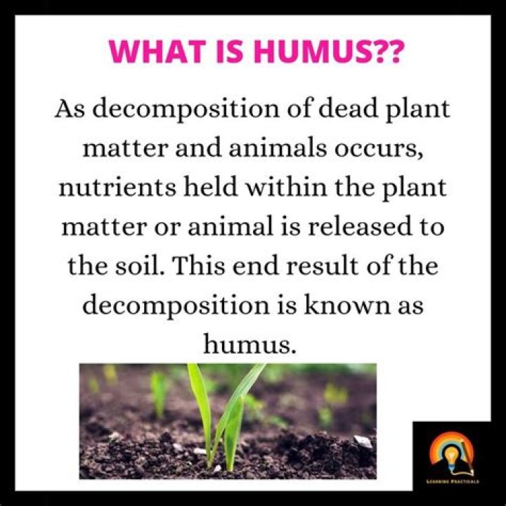 Can you plant directly in humus?
