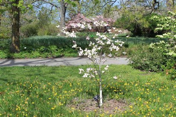 Can you plant dogwoods in spring?