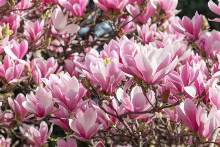 Can you plant magnolias in the fall?