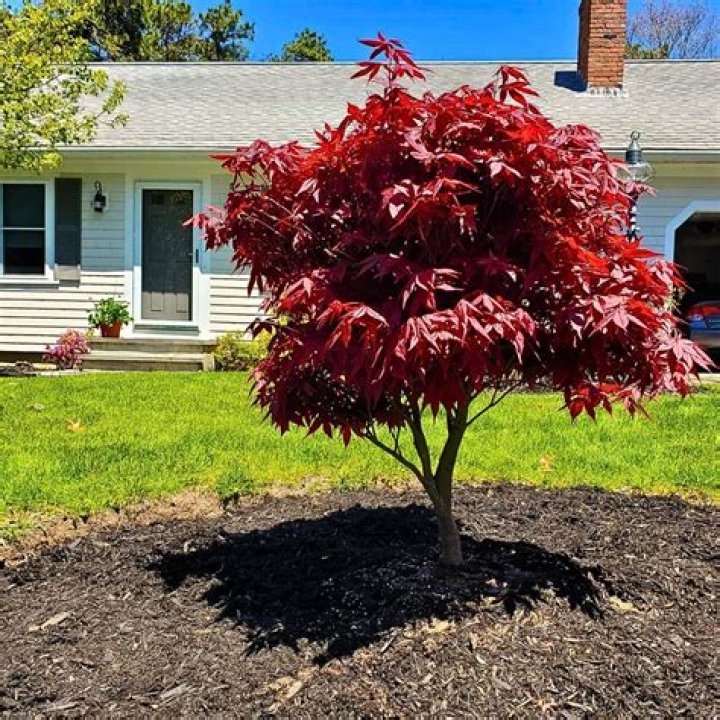 Can you plant maple trees in the spring?