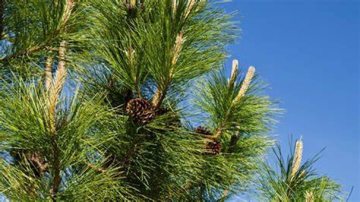 Can you plant pine trees in March?