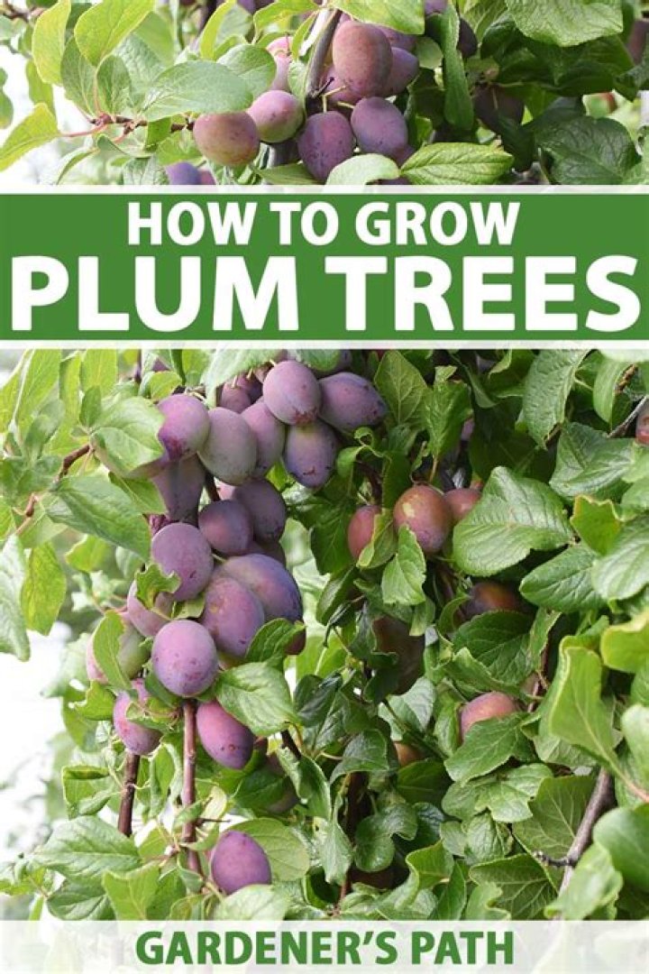 Can you plant plum trees next to pear trees?