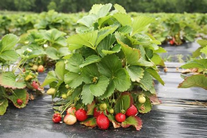Can you plant strawberry plants in summer?