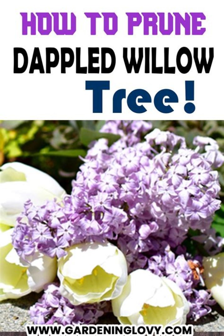 Can you prune a dappled willow in the spring?