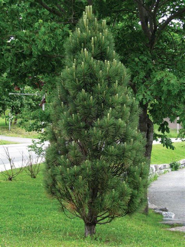 Can you prune Austrian pine?