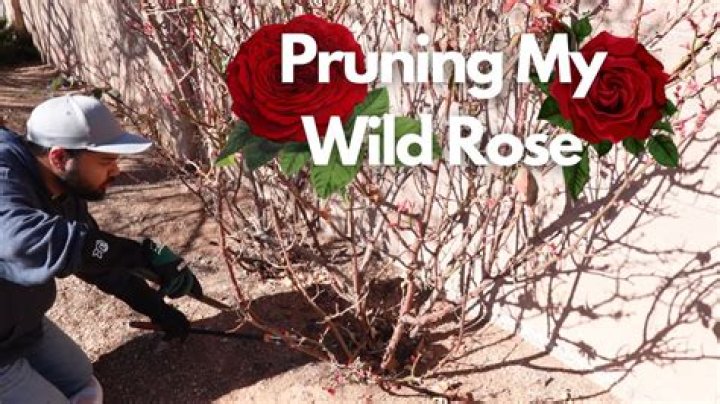 Can you prune wild apple trees?