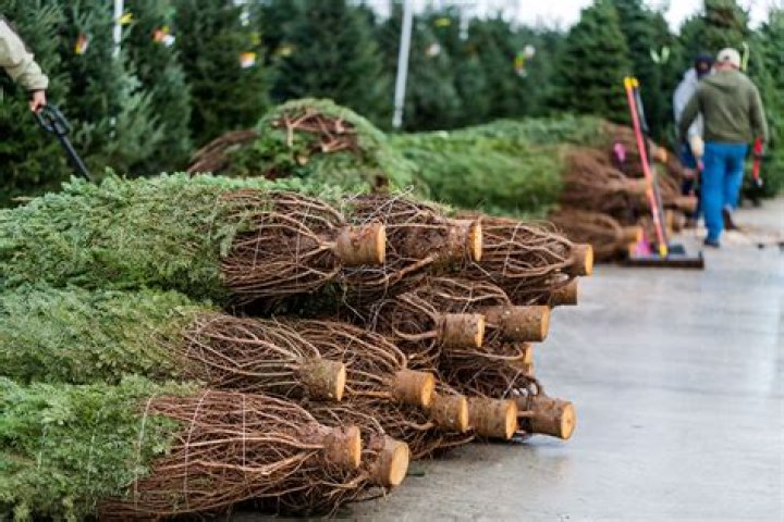 Can you put a cut Christmas tree in soil?