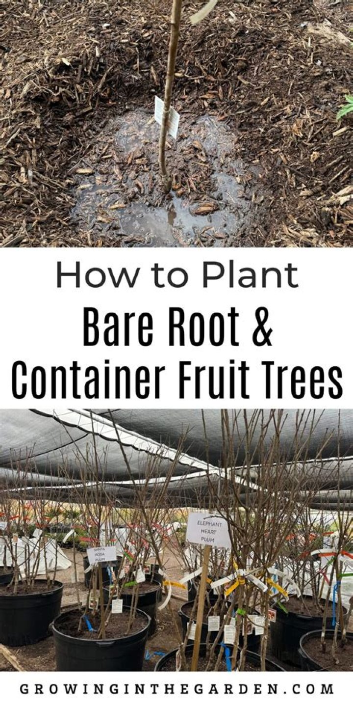 Can you put Bare root trees in pots?
