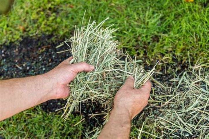 Can you put grass seed over mulch?