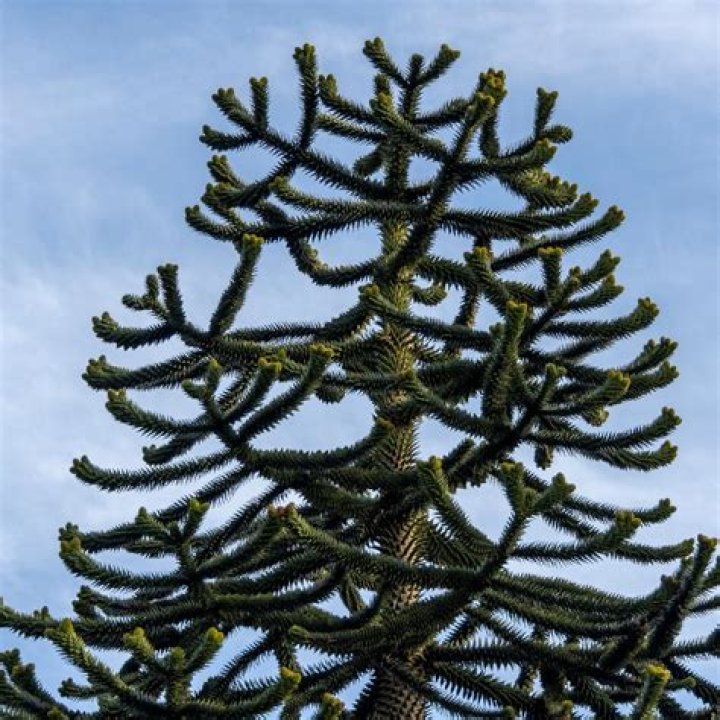 Can you reduce the height of a monkey puzzle tree?