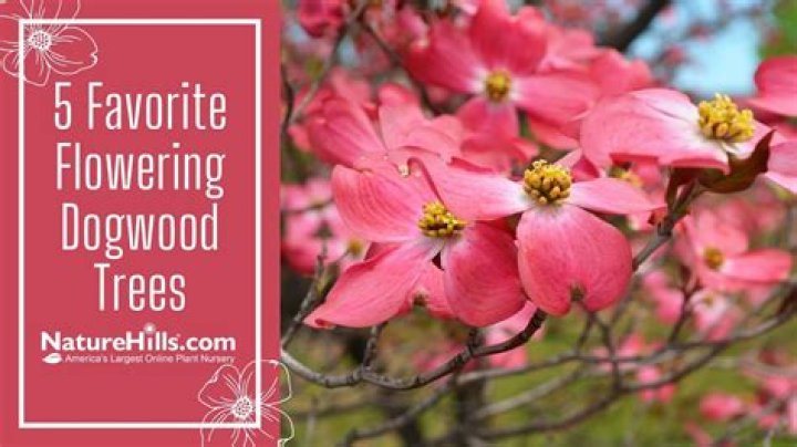 Can you relocate a dogwood tree?
