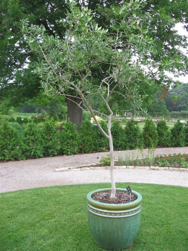 Can you relocate an olive tree?