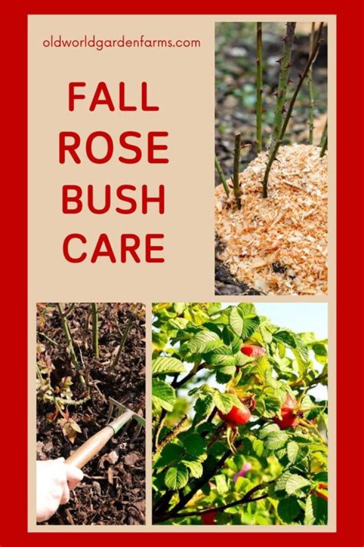 Can you replant rose bushes in the fall?