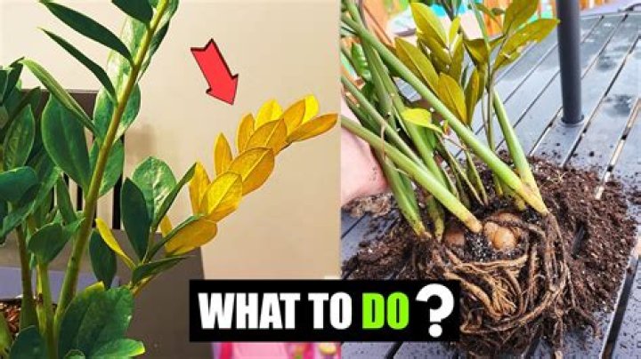 Can you reverse plant yellowing?