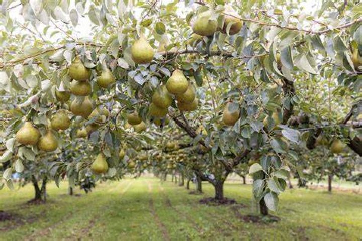 Can you save a diseased pear tree?