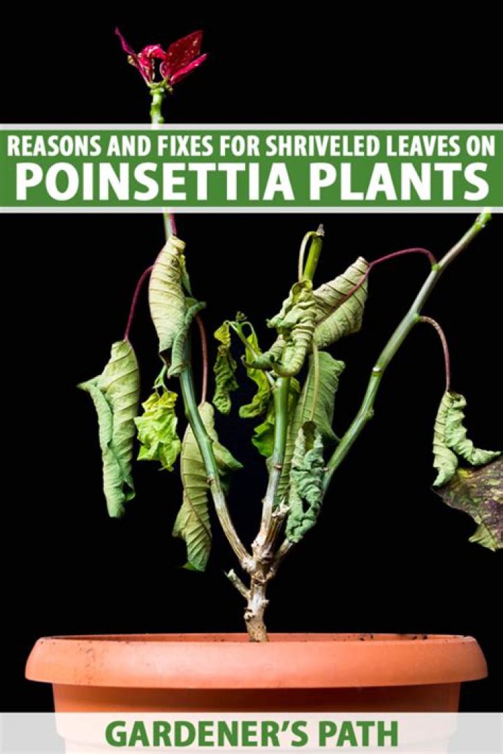 Can you save a plant with shriveled leaves?